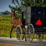 The Woman who Changed the Life of Philadelphian Horses