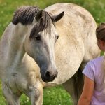 Can your Horse Tell when you are Angry?